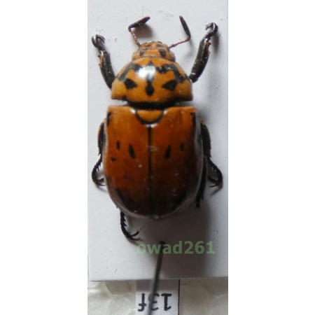 Rutelarcha sp. Philippines13f